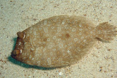 rombo di rena Bothidae