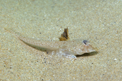 Callionymus pusillus Callionymidae