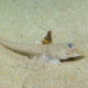 picture of Callionymus pusillus