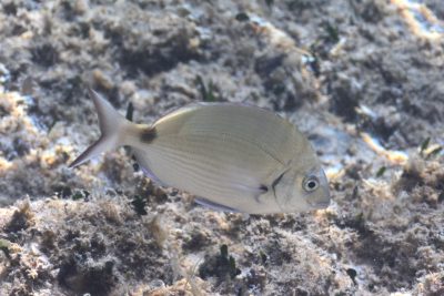 sarago maggiore Sparidae