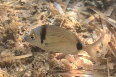 sarago fasciato Sparidae