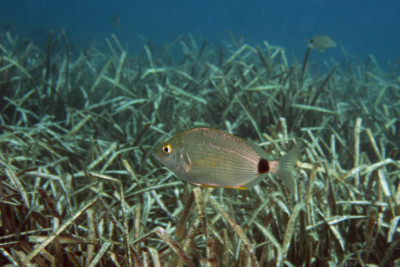 sparaglione Sparidae