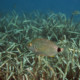 picture of Diplodus annularis