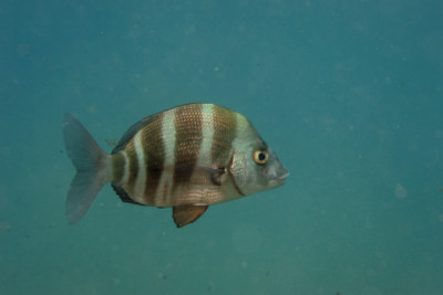sarago faraone Sparidae