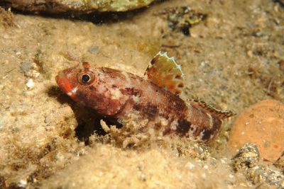 ghiozzo boccarossa Gobiidae