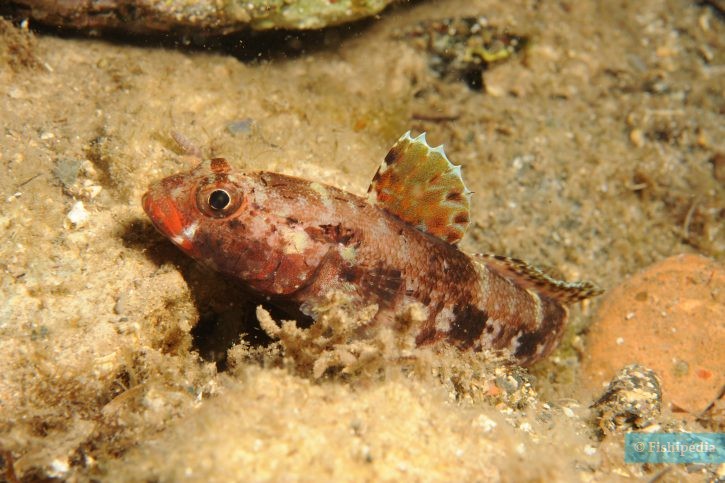 Gobius cruentatus