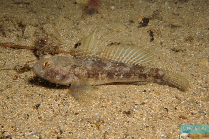 Gobius niger