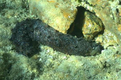 Holothuria tubulosa Holothuriidae