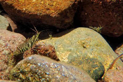Palaemon serratus Palaemonidae