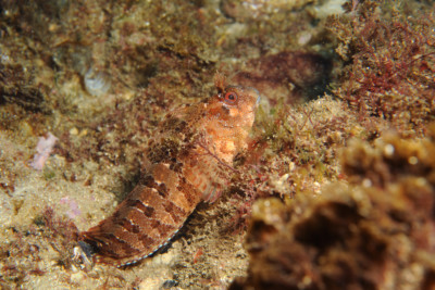 bavosa ruggine Blenniidae