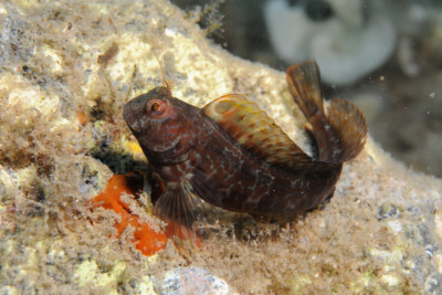 Parablennius pilicornis Blenniidae