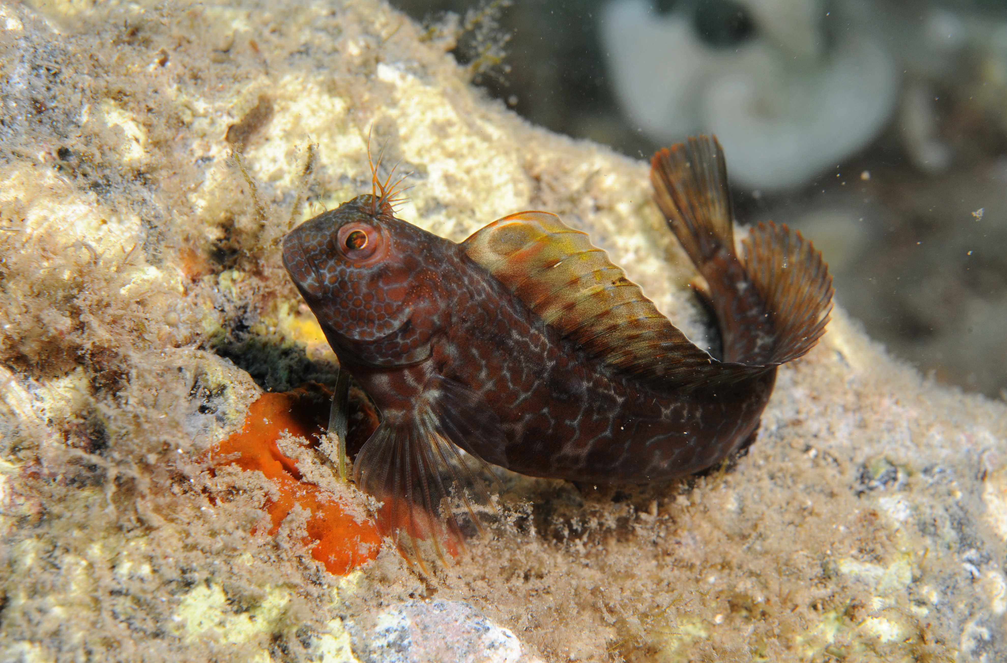 Parablennius pilicornis