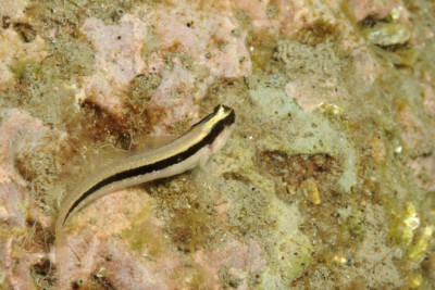 bavosa bianca Blenniidae
