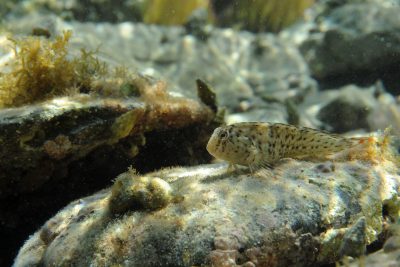 Parablennius sanguinolentus Blenniidae