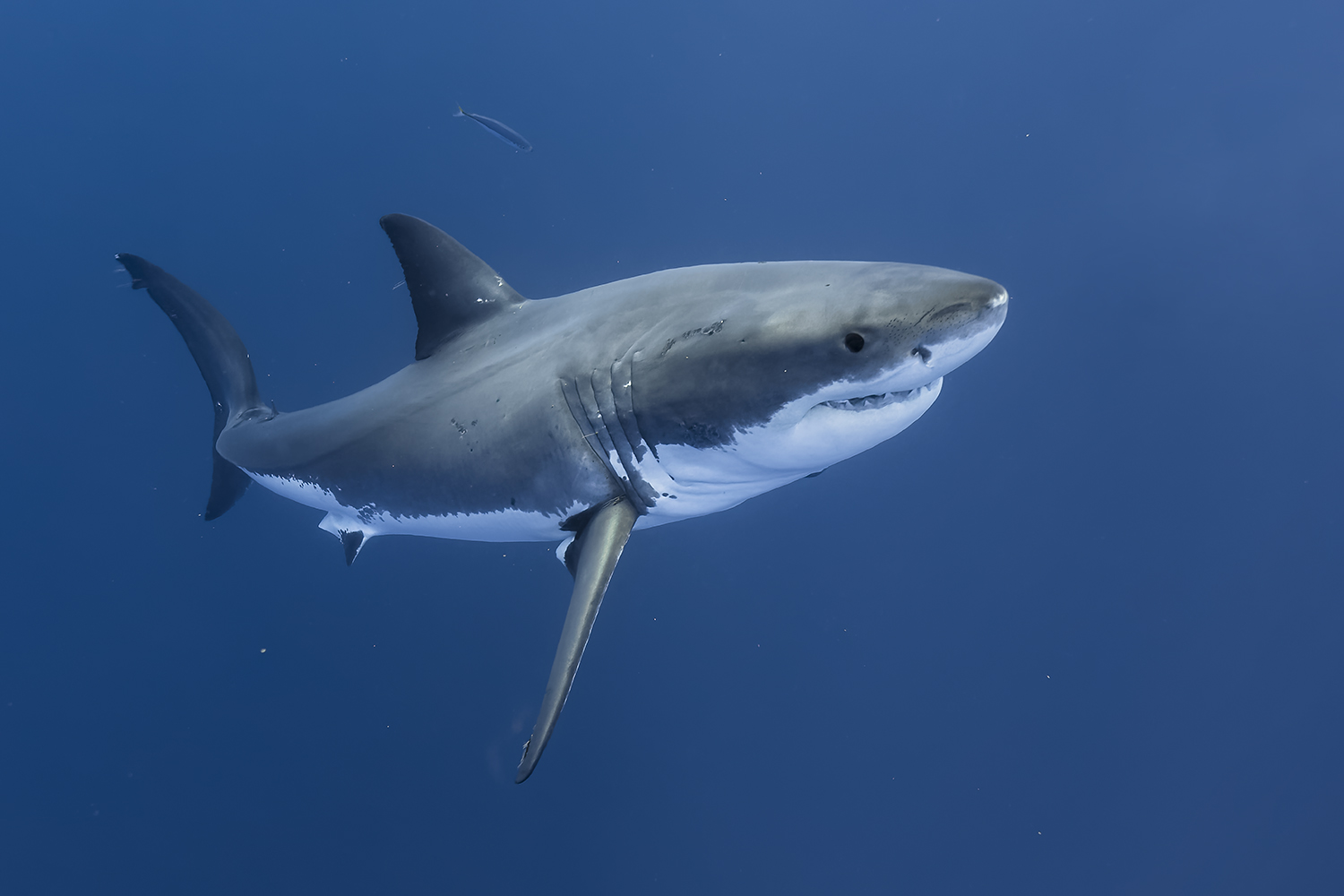 Carcharodon carcharias