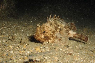 scorfano nero Scorpaenidae