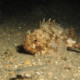 picture of Scorpaena porcus