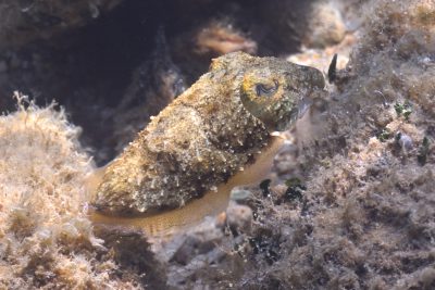 Sepia officinalis Sepiidae