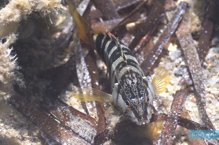 Serranus scriba - sciarrano scrittura