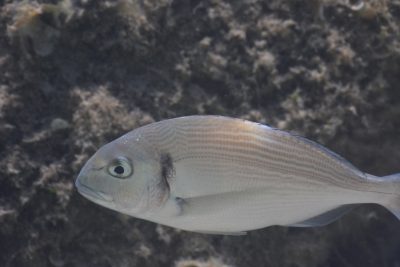dorade royale, daurade Sparidae