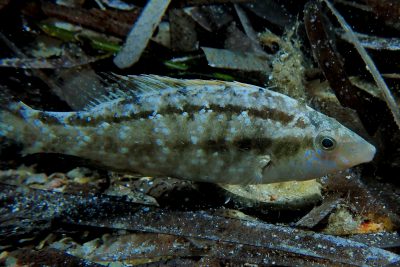 tordo grigio Labridae