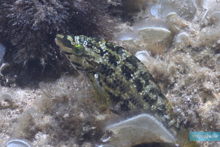 Symphodus roissali