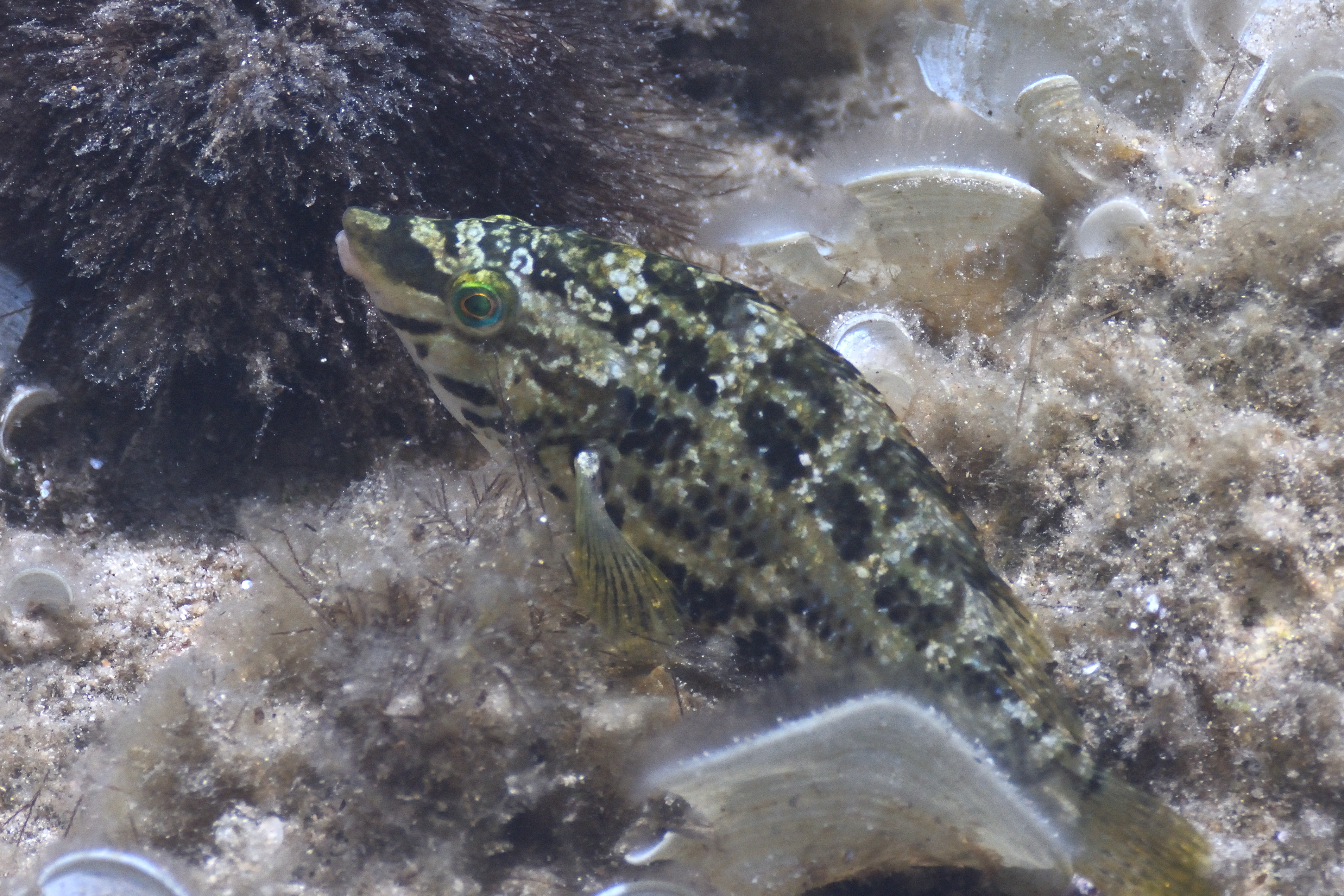 Symphodus roissali