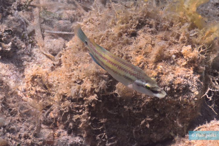 Symphodus tinca - tordo pavone