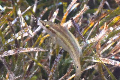 tordo pavone Labridae