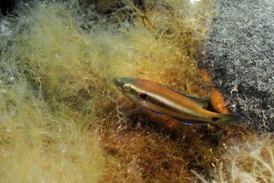 tordo ocellato Labridae