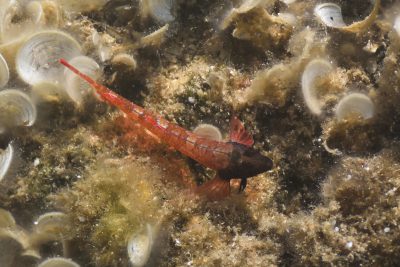 Tripterygion tripteronotum Tripterygiidae