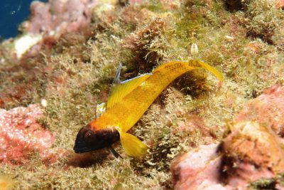 peperoncino giallo Tripterygiidae