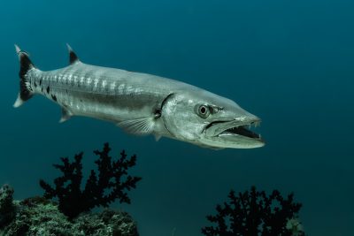 grande barracuda Sphyraenidae