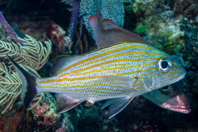 Haemulon carbonarium Haemulidae