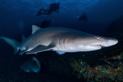 Espèce : sand tiger shark