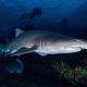 picture of Carcharias taurus