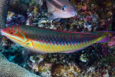 Halichoeres nebulosus Labridae