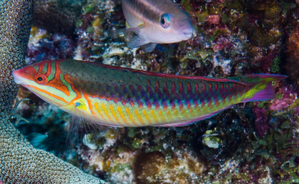 Halichoeres nebulosus