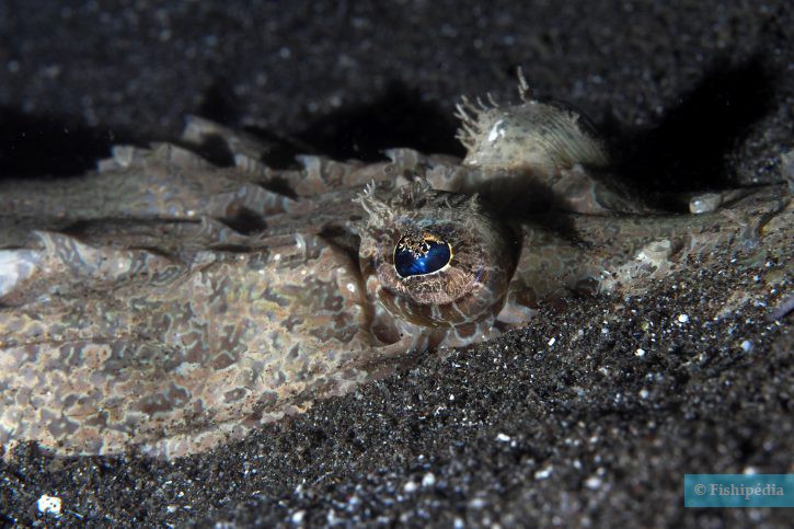 Cymbacephalus beauforti