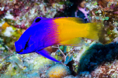 Gramma loreto Grammatidae