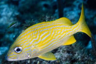 Haemulon flavolineatum Haemulidae