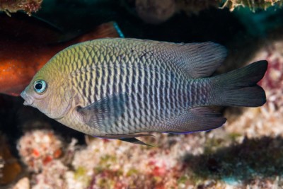 Stegastes diencaeus Pomacentridae