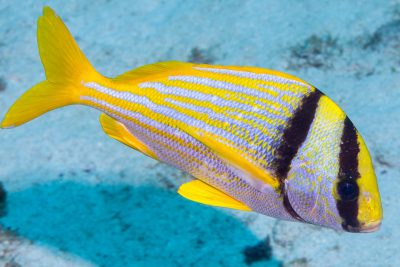 Anisotremus virginicus Haemulidae