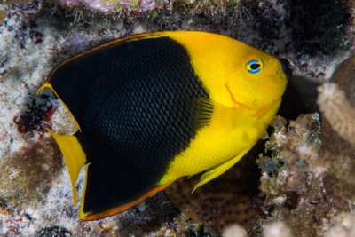 ange des caraïbes Pomacanthidae