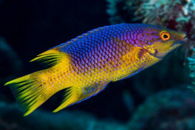 Bodianus rufus Labridae
