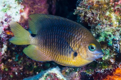 Stegastes planifrons Pomacentridae