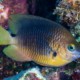 picture of Stegastes planifrons