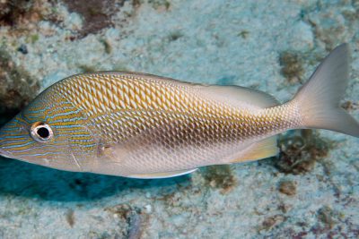 Haemulon plumierii Haemulidae
