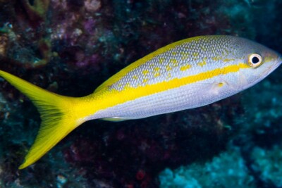 Ocyurus chrysurus Lutjanidae