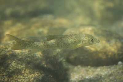Barbus barbus Cyprinidae